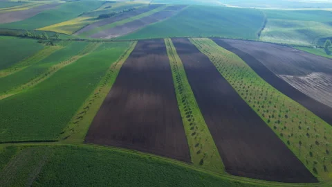 Young trees planted in even rows on undulating terrain in South Moravia, Czech Stock Footage 235132078