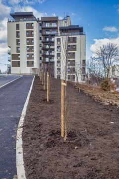 Young trees planted Stock Photos