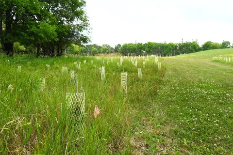 Young trees with protective mesh tubes 写真素材