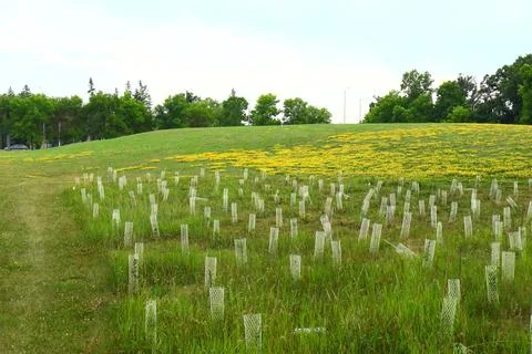 Young trees with protective mesh tubes Foto stock