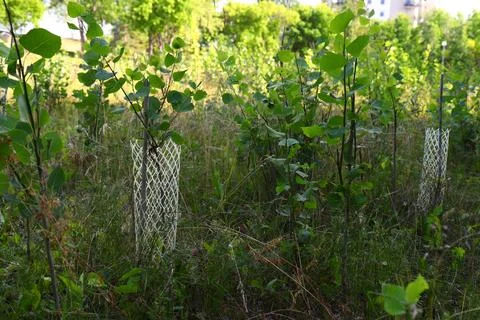 Young trees with protective mesh tubes Stock Photos