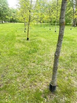 Young trees with protective plastic collars growing in a green park area Stock Photos