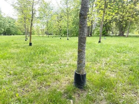 Young trees with protective plastic collars installed in a green park area Stock Photos