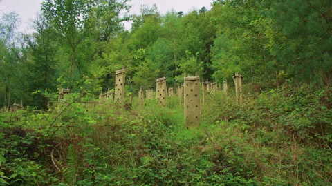 Young trees in protective tubes grow in a green forest Video stock 309443720