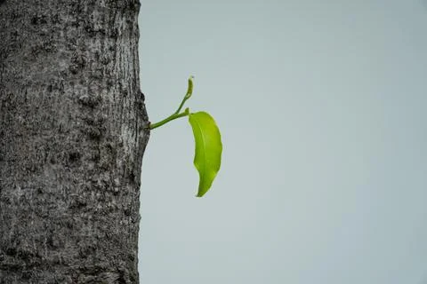 Young trees sapling growing on trunk of tree on white background, new life .. Stock Photos