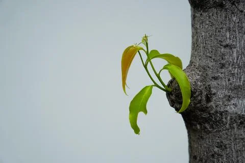 Young trees sapling growing on trunk of tree on white background, new life .. Stock Photos