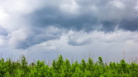 Young Trees Shake Before the Storm Stock Footage 147481437