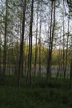 Young trees in spring forest Fotos de archivo