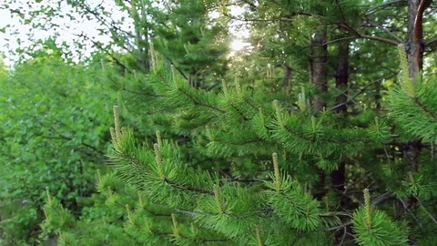 Young trees sprout up with strobiles. Hide and appear sun light. WS dolly shot Video stock 73002101