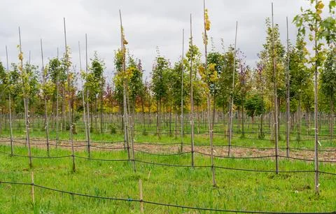 Young trees stand in neat rows, supported by poles Stock Photos