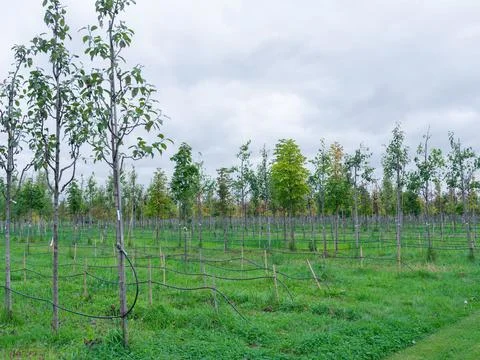 Young trees stand in neat rows, supported by poles Fotos de archivo