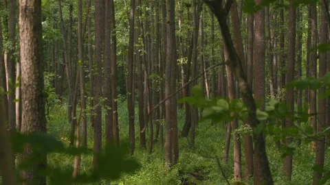 Young Trees in The Summer Forest Dolly Shot Stock Footage 98747086