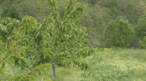 Young trees of sweet cherry Stock-Footage 39669931