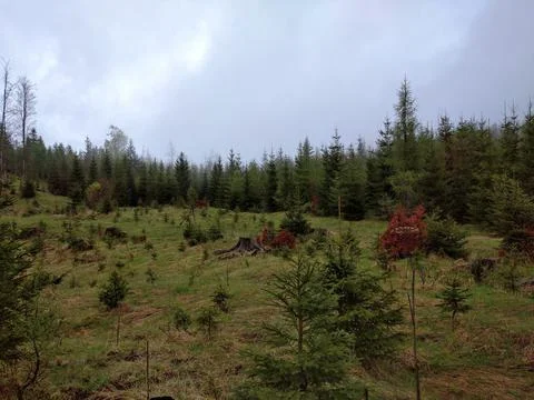 Young trees under the grey sky Stock Photos