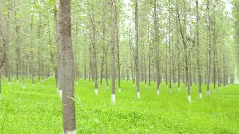 Young Trees in Verdant Forest Stock-Footage 343908203