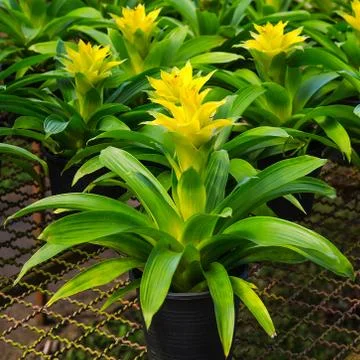 Young tropical pineapple flowe Stock Photos