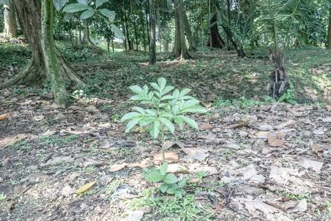 Young Tropical Sapling on Dry Forest Floor Stock Photos