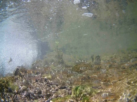 Young trouts fish Dancing 3 Video stock 77343233