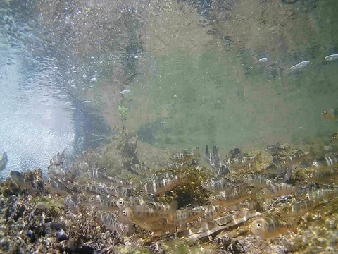 Young trouts fish Dancing 4 Stock Footage 77343527