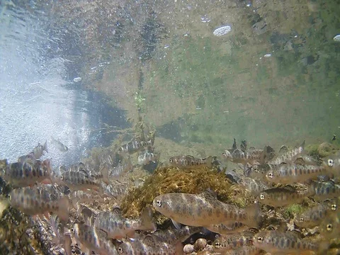 Young trouts fish Dancing 5 Stock Footage 77342734