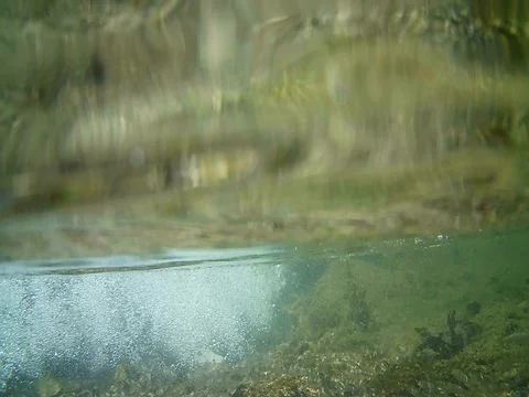 Young trouts fish Dancing 6 Stock Footage 77343024