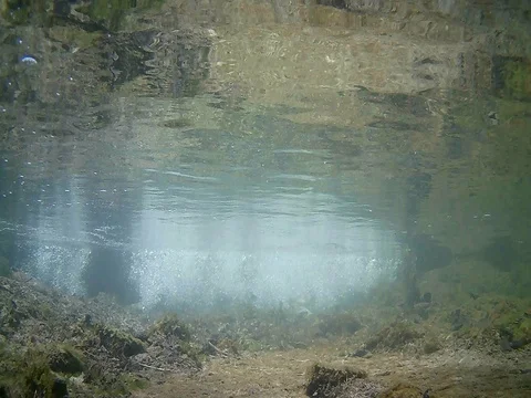 Young trouts fish Dancing 7 Stock Footage 77349717