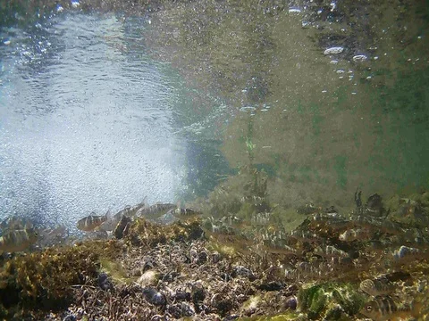 Young trouts fish Dancing Stock Footage 77340434