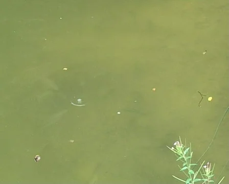 Young trouts Vidéo 328896