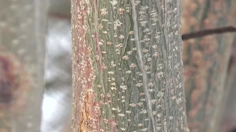 Young trunks of acacia, thorns, winter 스톡 동영상 148046465
