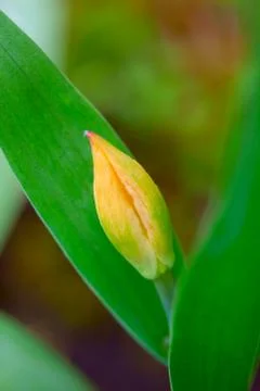 Young tulip Stock Photos