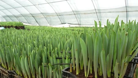 Young tulips in the bud development stage. Stock Footage 270379364