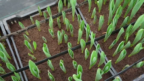 Young tulips in the bud development stage. Video stock 270379365