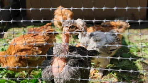 Young turken chick with a distinctive featherless neck standing in a farm pen Vídeo Stock 329622319