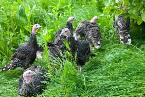 Young turkey chicks Stock Photos