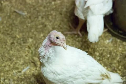 Young Turkey Foto stock