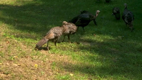 Young Turkeys 動画素材 252149626