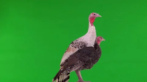 Young turkeys rotates on a green screen Vidéo 149200992