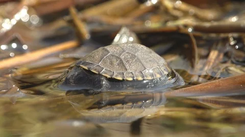 Young turtle, after hatching from an egg, rests after hard journey Video stock 120174795