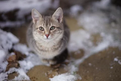 Young turtle grey kitty sits on a frosty pavement Stock Photos