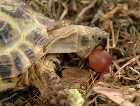 Young turtle with tasty snack, small turtle delights in juicy grape surrounded Stock Photos