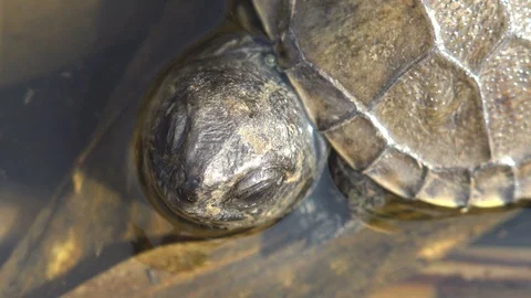 Young turtle twists its head in the water, just hatched from an egg and found Stock Footage 120169282