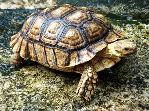 A Young Turtle on the Wet Ground Stock Photos