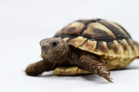 Young turtle on a white background Foto stock