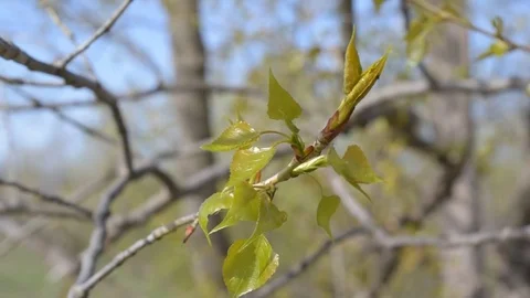 Young twig of a poplar tree Stock Footage 74759567