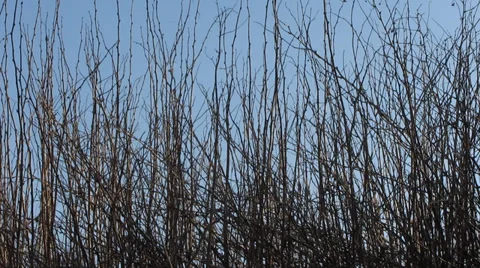 Young twigs of bushes on background the clear sky Stock-Footage 35584557