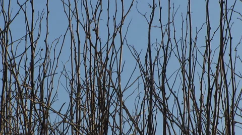 Young twigs of bushes on background the clear sky,closeup Video stock 35584614