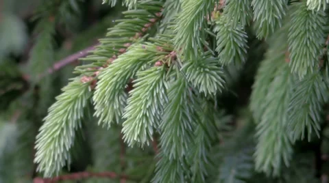 Young twigs Christmas trees Video stock 39306950