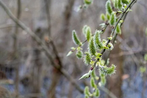 Young twigs of flowering willow in the spring in the forest Stock Photos