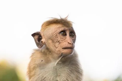 Young, ugly looking Macaque Monkey, Kandy, Sri Lanka Foto stock