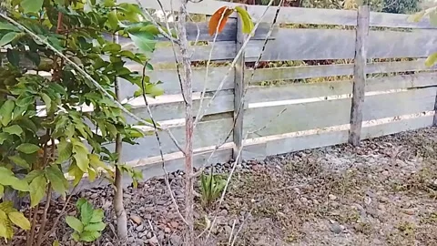 Young Ulin Tree Growing in Tropical Yard | Eusideroxylon zwageri Sapling Stock Footage 341330340